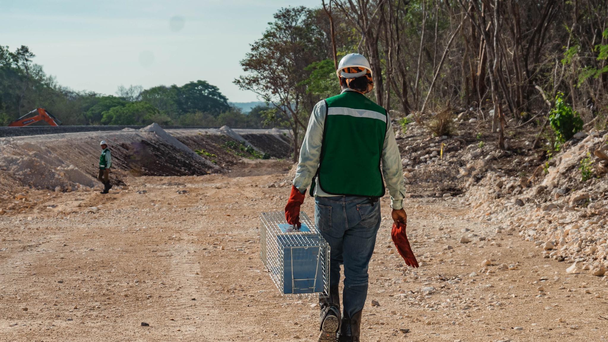 Intervención ambiental en Tren Maya