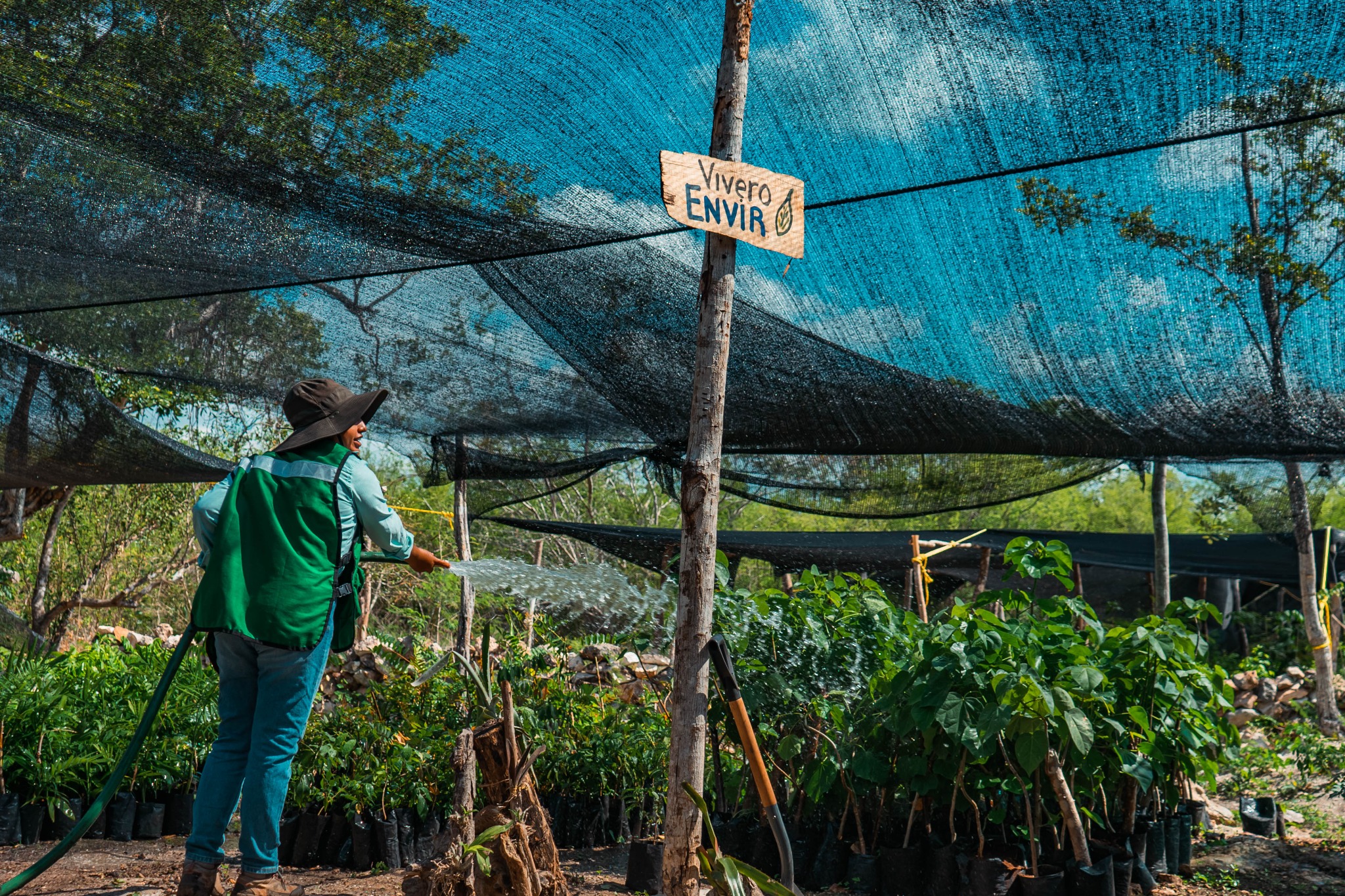 Mantenimiento de planta en vivero